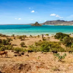 Madagaskar kiedy jechać? Sucha, trawiasta ziemia z krowami i baobabem nad turkusowym morzem. Idealny czas na podróż to pora sucha.
