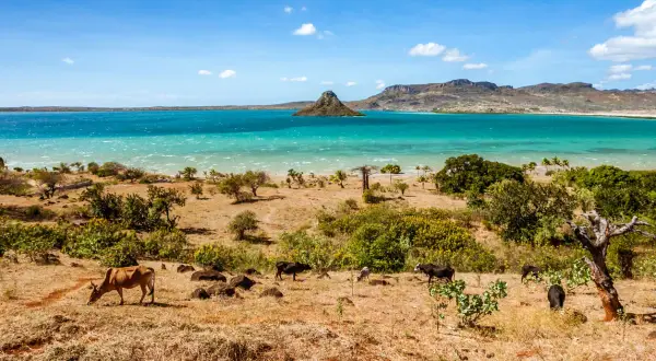 Madagaskar kiedy jechać? Sucha, trawiasta ziemia z krowami i baobabem nad turkusowym morzem. Idealny czas na podróż to pora sucha.