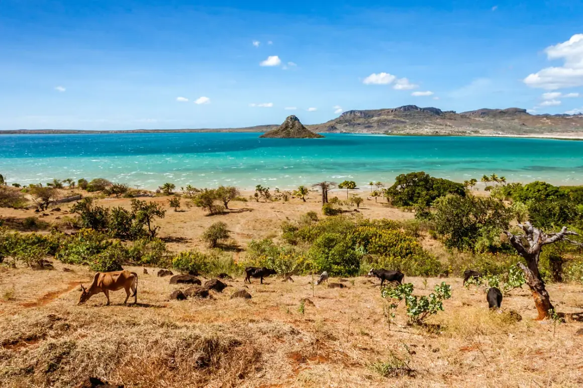 Madagaskar kiedy jechać? Sucha, trawiasta ziemia z krowami i baobabem nad turkusowym morzem. Idealny czas na podróż to pora sucha.