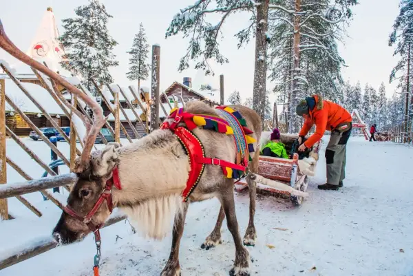 Renifer w uprzęży czeka na przejażdżkę w Rovaniemi, stolicy Laponii. Dziecko w saneczkach i mężczyzna w pomarańczowej kurtce.