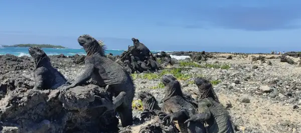 Galapagos wycieczka cena: morskie legwany wygrzewają się na skałach, w tle ocean i wyspy. Niezapomniane wrażenia z podróży.