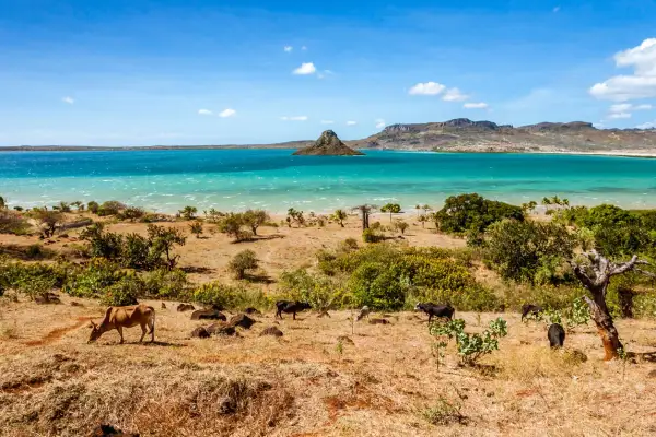Madagaskar kiedy jechać? Sucha, trawiasta ziemia z krowami i baobabem nad turkusowym morzem. Idealny czas na podróż to pora sucha.
